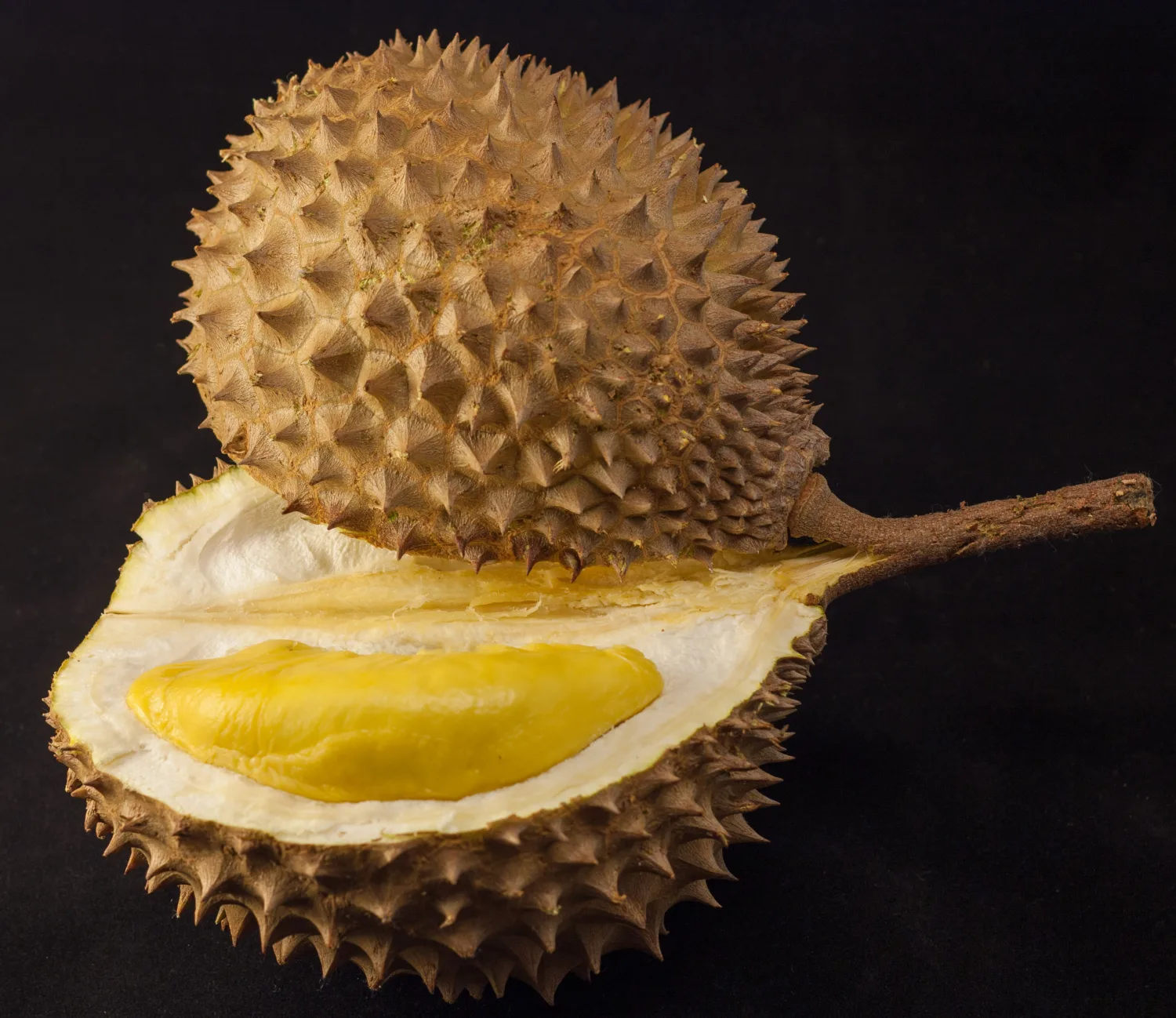 Musang King Durian